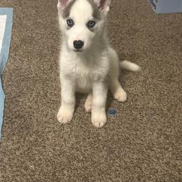 Siberian Husky Puppies from Glacier Run Huskies