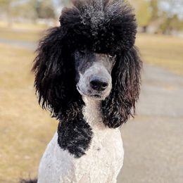 Poodles from Majestic Standard Poodles