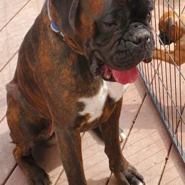 Boxers from Aphrodite Boxers Von Kesler Haus