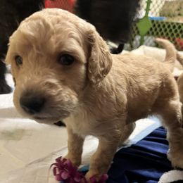 Goldendoodle and Poodle Puppies from Polly Wally Poodles and Doodles