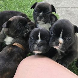 French Bulldog Puppies from Smalltown Frenchies
