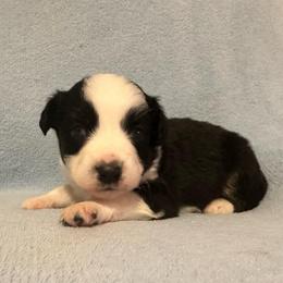 Stripe - Black tri-color male Australian Shepherd puppy in Monroe, North Carolina from Meekey Family Aussies