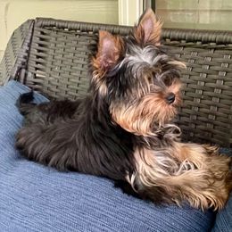 Yorkshire Terrier Puppies from AdmireLondyn Yorkies
