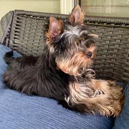 Yorkshire Terrier Puppies from AdmireLondyn Yorkies