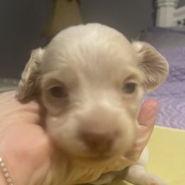 Rebel - Cream female Dachshund puppy in Largo, Florida from FloriDachs Miniature Dachshunds