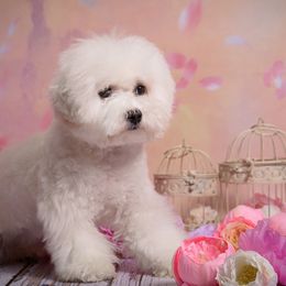 Bichon Frise puppies from Top Shepherd & French bulldog kennel