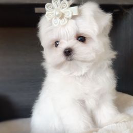 Princess Lily Rose - White female Maltese puppy in Vinton, Louisiana from Dreams & Love Maltese