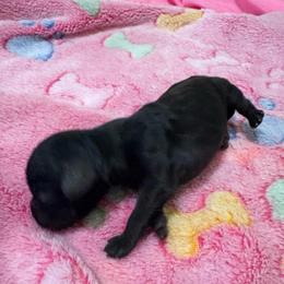 Raven - Black and white female Cavalier King Charles Spaniel puppy in Melbourne, Florida from Majestic Cavaliers of Melbourne FL
