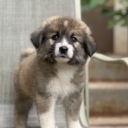 Girl 1 - Fawn Caucasian Shepherd Dog puppy in Kapolei, Hawaii from Yiski-Hati Kennel