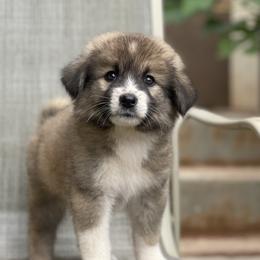 Girl 1 - Fawn Caucasian Shepherd Dog puppy in Kapolei, Hawaii from Yiski-Hati Kennel