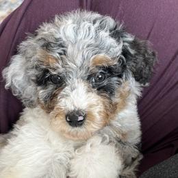 Alpine - Blue merle male Aussiedoodle puppy in Omro, Wisconsin from Crystal Ridge Doodles