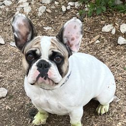 Siri - French Bulldog