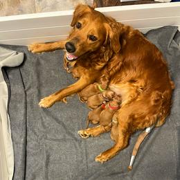Golden Retriever Puppies from Scarlet Fern Goldens