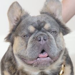 Big Tex - French Bulldog