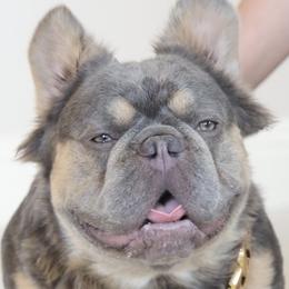 Big Tex - French Bulldog