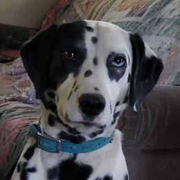 Artemis  - Dalmatian