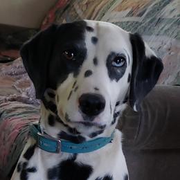 Artemis  - Dalmatian