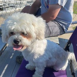 Milo - Shichon