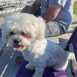 Milo - Shichon