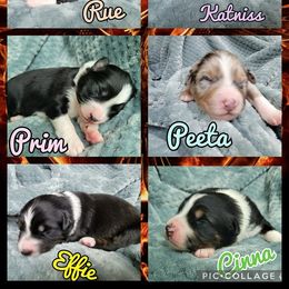 Australian Shepherd Puppies from Polkaussies