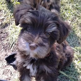 Miniature Schnauzers from Jan's Miniature Schnauzers