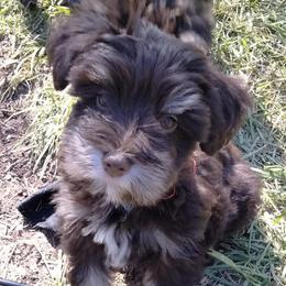 Miniature Schnauzers from Jan's Miniature Schnauzers