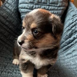 Pretty Precious Darling - Black and tan female Pembroke Welsh Corgi puppy in Blaine, Tennessee from Rose Brier Pembroke Welsh Corgis