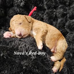 Boy 2 - Parti male Labradoodle puppy in Payson, Utah from Utah County Labradoodles