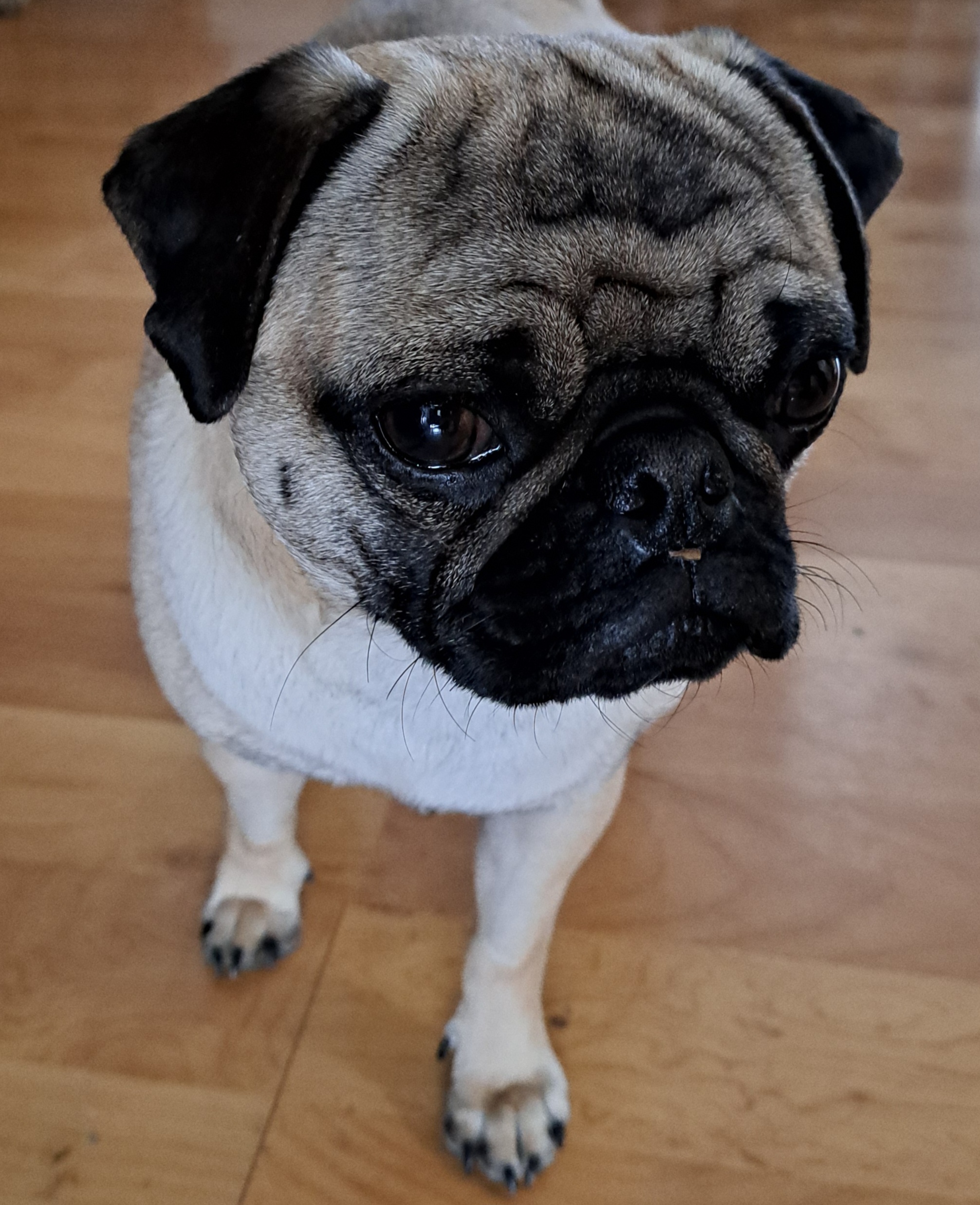 Shmitty - Pug