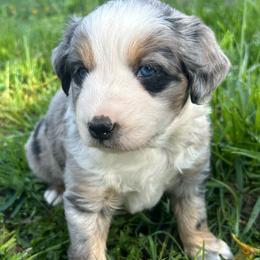 Marshall - Blue merle male Miniature Australian Shepherd puppy in Lebanon, Oregon from Two Pines Mini Aussies