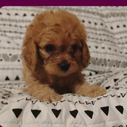 Pearl - Red female Cavapoo puppy in Salisbury, North Carolina from Carolina Canines
