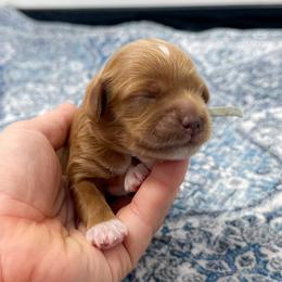 Girl 2 - Red female Cockapoo puppy in Pledger, Texas from Sugarbear Cockapoos