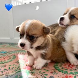 Blue Collar Boy - Red male Pembroke Welsh Corgi puppy in Yulee, Florida from Pembroke Welsh Corgis at Belle Haven
