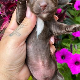 Hazel boy 3 - Chocolate male Dachshund puppy in Payette, Idaho from NT Mini Doxies