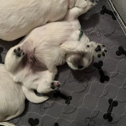 Boy 2 - Golden Retriever puppy in South Carolina from Carolina Point Retrievers