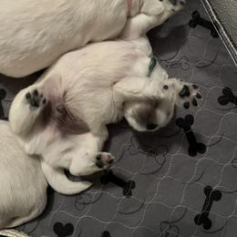 Boy 2 - Golden Retriever puppy in South Carolina from Carolina Point Retrievers