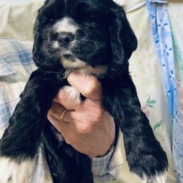 Cocker Spaniel Puppies from Della Luna Cocker Spaniels Puppies