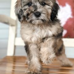 Red - Merle male Whoodle puppy in Youngstown, Florida from Wonderland’s Boujie Kennels