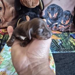 Rosalie - Chocolate female Dachshund puppy in Eureka, California from Wigglebutts Mini Dachshunds