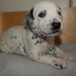 Light Blue - Galadriel - White and black female Dalmatian puppy in Jacksonville, Florida from Sunrise Dalmatians 🌄