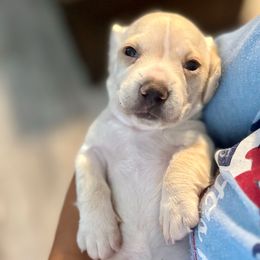 Hope - Cream female Dachshund puppy in Baton Rouge, Louisiana from Lee’s Legendary by Taylor