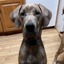 Meeka - Great Dane