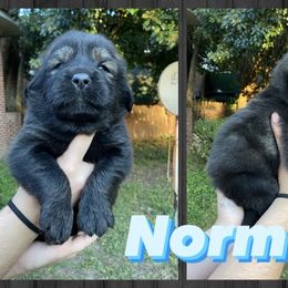 Neapolitan Mastiff and Tibetan Mastiff Puppies from Carolina Coastal Mastinos