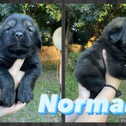 Neapolitan Mastiff and Tibetan Mastiff Puppies from Carolina Coastal Mastinos