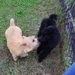 Poodle Puppies from D and D Standard Poodles