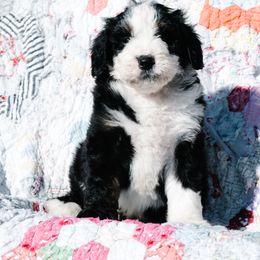 Bernedoodle and Schnoodle Puppies from Grand Lake Poodles & Doodles