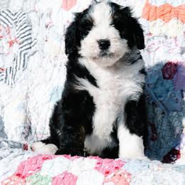 Bernedoodle and Schnoodle Puppies from Grand Lake Poodles & Doodles