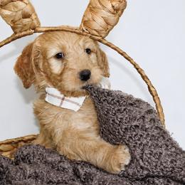 Gator - Cream male Goldendoodle puppy in Yukon, Oklahoma from Silver Barn Doodles