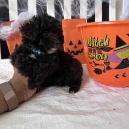 Poodle All Grown Up from Parti-Pawz