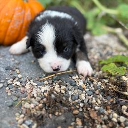 Lake Pepin - Black tri male Miniature Australian Shepherd puppy in Priest River, Minnesota from Offgrid Aussies
